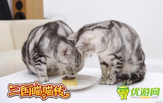 只待貓寵長成 《三國喵喵傳》靈貓繁殖后代篇