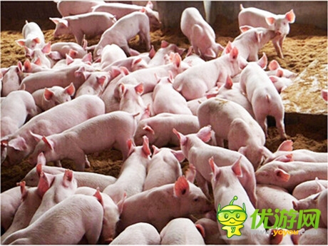 八戒你怎么看《洪荒OL》豬價(jià)行情峰回路轉(zhuǎn)