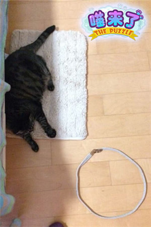 超呆萌《喵來了》來自喵星的代言人