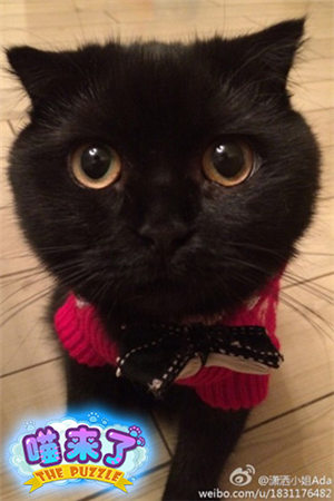 超呆萌《喵來了》來自喵星的代言人