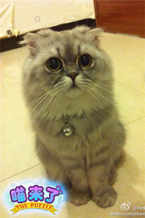 超呆萌《喵來了》來自喵星的代言人