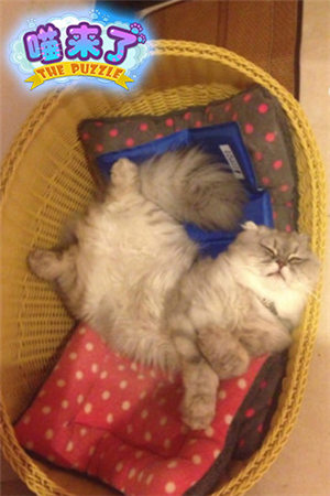 超呆萌《喵來了》來自喵星的代言人